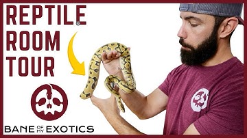 Reptile Room Tour with Brian from Bane of My Exotics