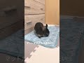 マットが気になるうさぎ #Shorts #うさぎ #ネザーランドドワーフ #rabbit