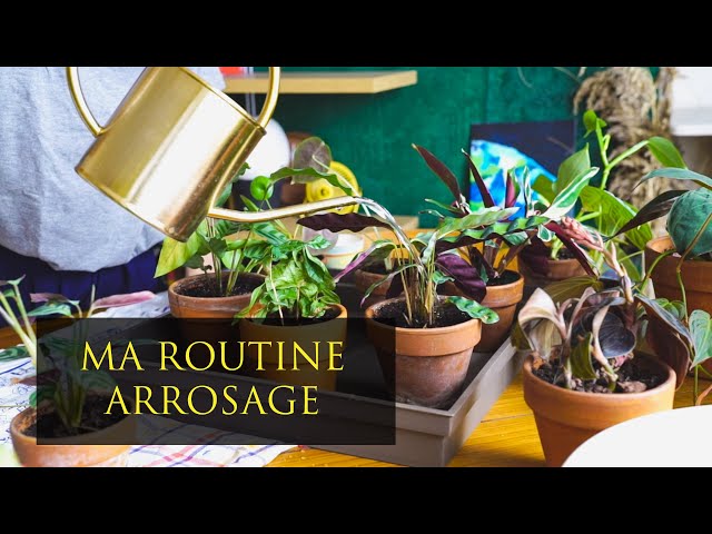 TUTO : COMMENT ARROSER mes plantes ? – 23DEGRE