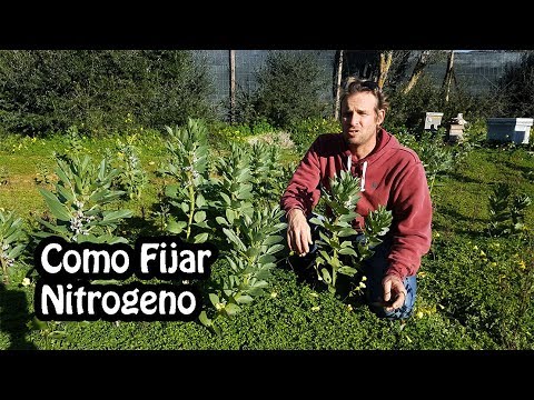 Video: ¿Qué son las plantas fijadoras de nitrógeno?