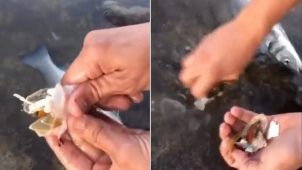 Man finding plastic in fish's stomach in Spain YouTube