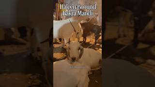 Halim Ground Bakra mandi | Gates are open #halim #bakra #viral #ytshorts #funny