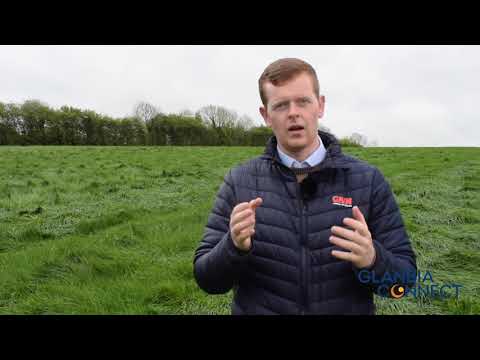 Advice on Dock Weed Control in grass by James Meade Glanbia