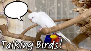 Teaching Parrots to Talk! | Talking Budgie Compilation + Conure Says His Name on Cue! by ElleAndTheBirds 76,105 views 2 years ago 17 minutes