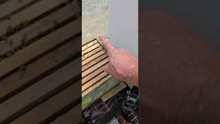New package bees are not doing great?