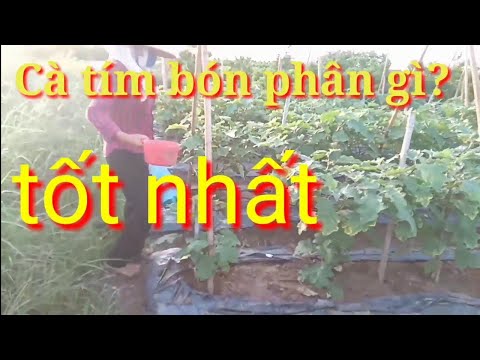 Video: Mẹo Bón Phân Cho Cà Tím: Nuôi Cà Tím Trong Vườn