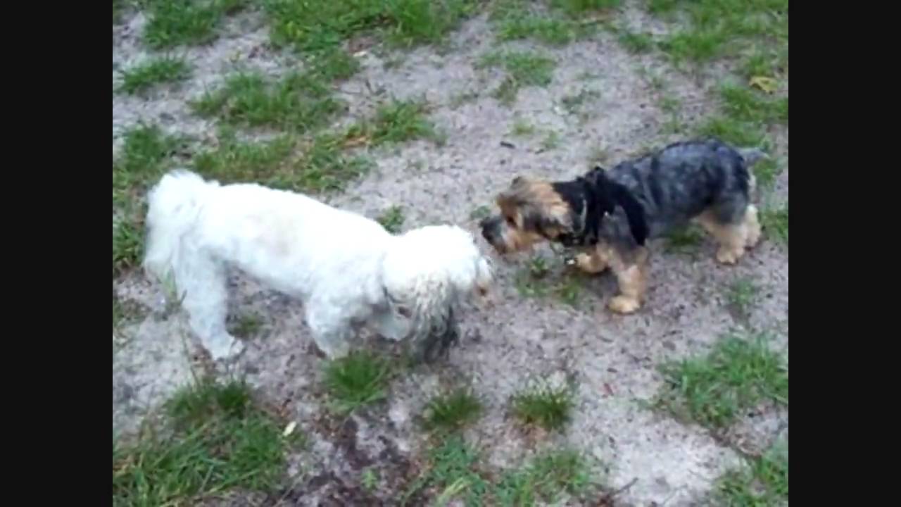 Zoa and Scipiz0a at the dog park