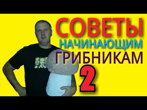 Советы грибникам / Как собирать грибы / Сбор грибов / Грибной сезон 2017