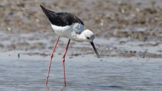 Elegant Black-winged Stilt at Frampton Marsh – Rare UK Wading Bird Elegant Black-winged Stilt at Frampton Marsh – Rare UK Wading Bird