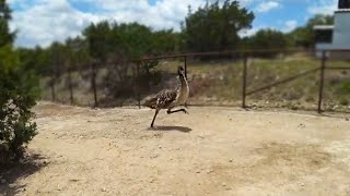 Stompy Gets The Zoomies At Alveus