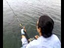South borneo sport fishing club trolling tenggiri