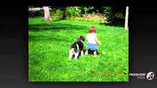 WirePoo Dog breed by My Dog 264 views 9 years ago 34 seconds