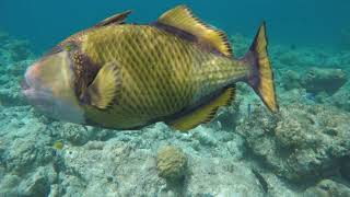TRIGGERFISH ATTACK MALDIVES / АТАКА ТРИГГЕРФИША НА МАЛЬДИВАХ