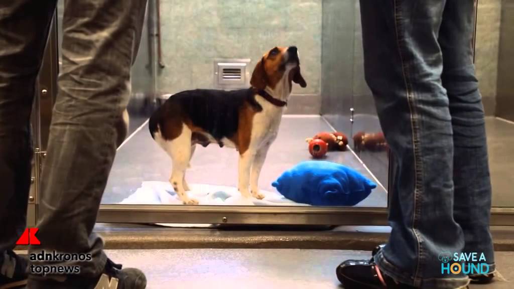 Adottare un cane, il commovente video di Save A Hound