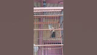 Kancilan emas Bimoli betina gacor