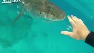 Near Death Experience Tiger Shark too close