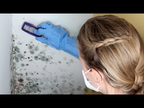 Precautions for mold clean-up