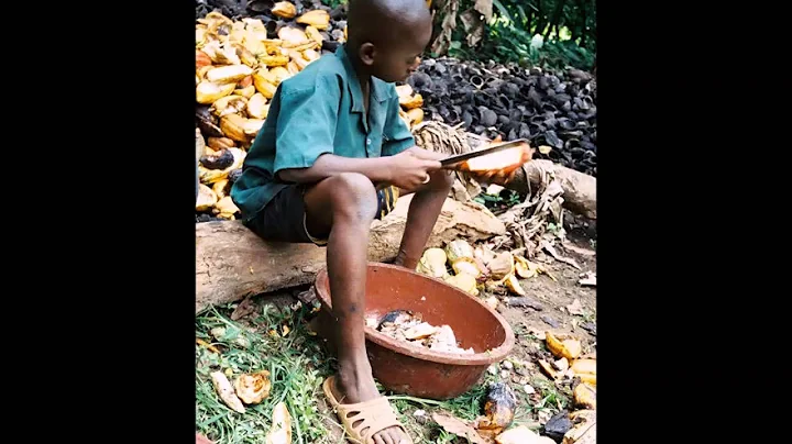 child slavery in cocoa fields by sadie douglas and...