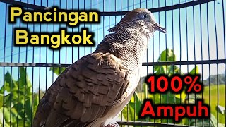Perkutut bangkok gacor memancing lawan bunyi 