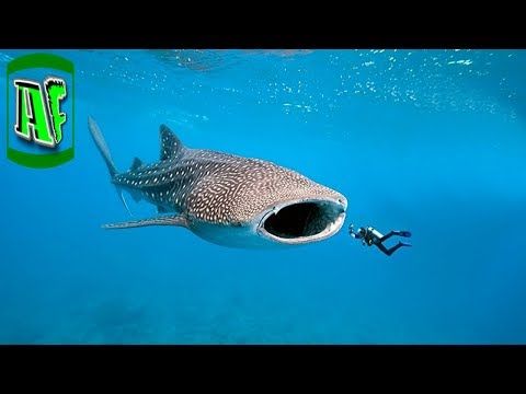 მსოფლიოში ყველაზე დიდი თევზი (ვეშაპისებური-ზვიგენი)