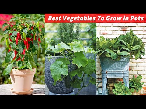 Video: Giardinaggio in container in calore: le migliori piante in container per climi caldi