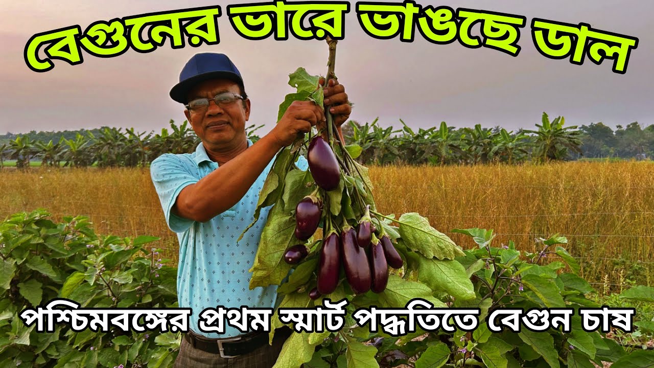 বেগুন চাষ এই প্রথম স্মার্ট পদ্ধতিতে আমাদের পশ্চিমবঙ্গে | এই চাষ করলে একবছরেই লাখোপতি