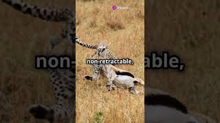 Cheetah: Nature's Speed Demon!