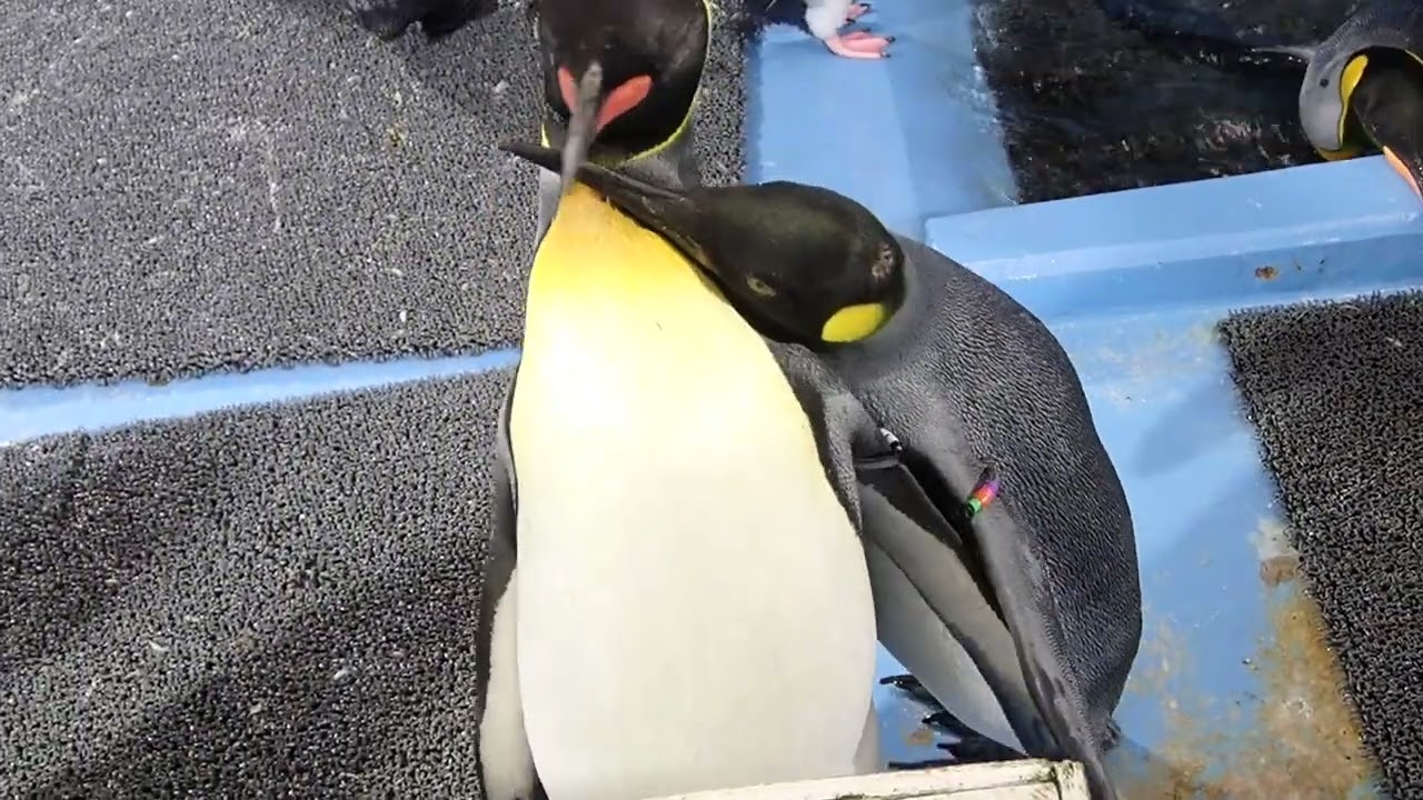甘える？ペンギン｜海遊館とつながる｜海遊館