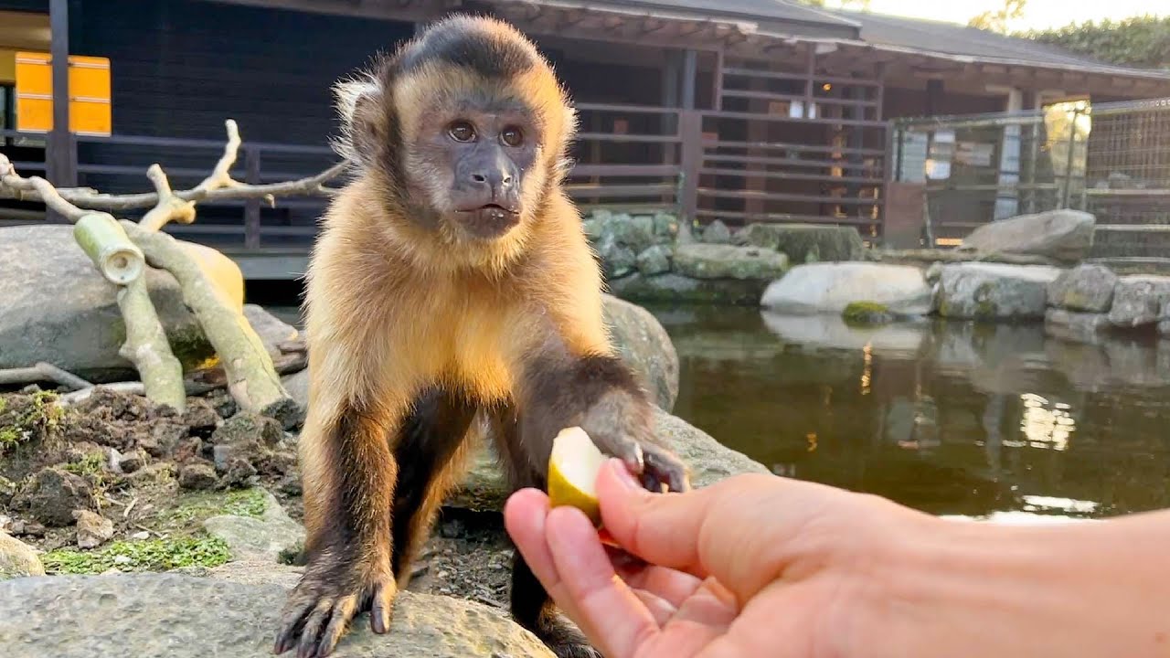 あまりに高級なエサに戸惑い、飼育員の顔色を伺いまくるサル - YouTube