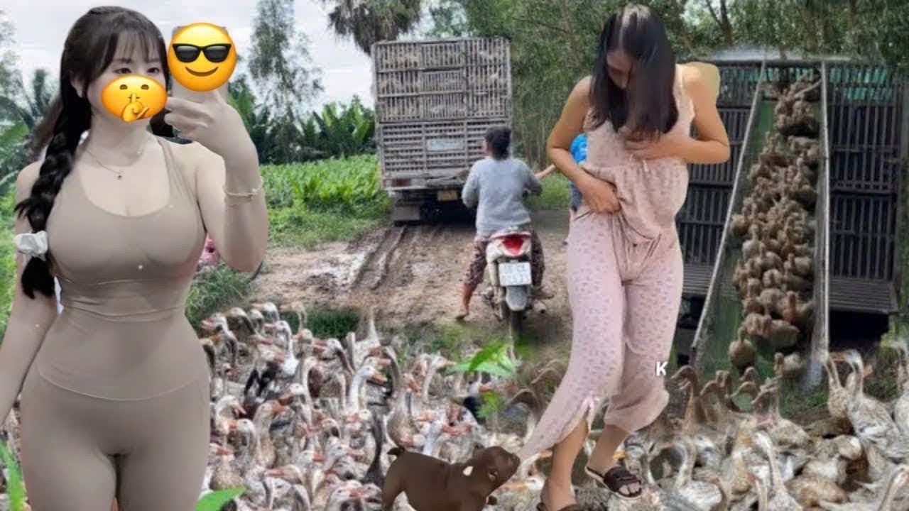 The scene of ducks getting on and off the truck to move fields amazes everyone 