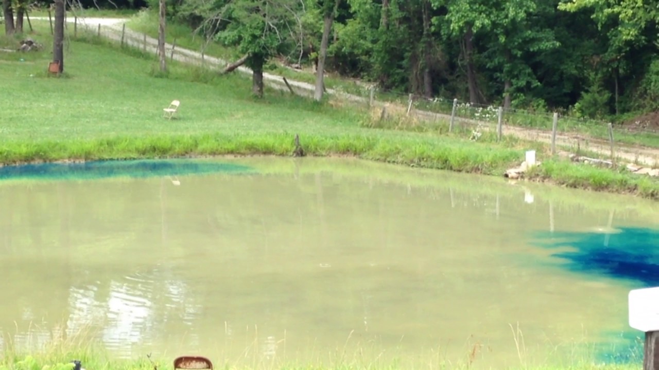 Pond Dye Dying Fishng Pond YouTube