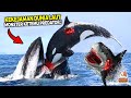 Semua Monster Laut di Libas! Inilah Perlawanan Brutal Paus Orca Saat Bertarung Dengan Predator Ganas