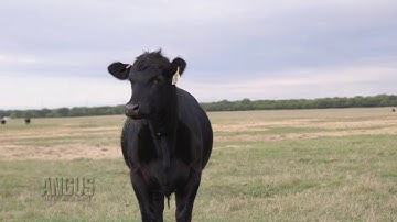 The Angus Report, May 8, 2017: Around the Angus World