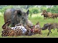 Terrible! Angry Mother Warthog Rushed To Bite The Leopard's Mouth Off To Save Her Baby