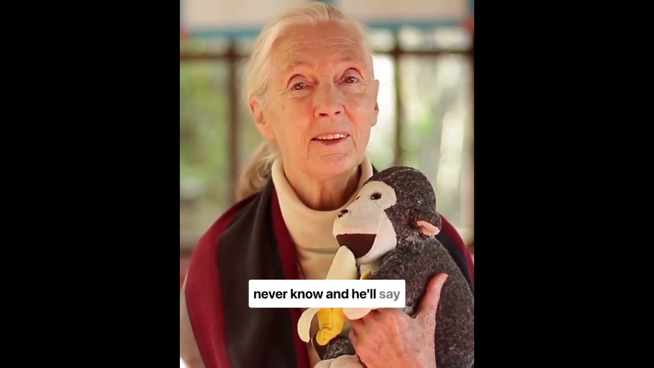 About Mr. H, Jane's Plush Monkey