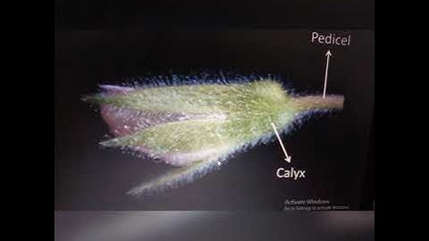 Emasculation and pollination of chickpea
