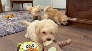 Schnoodle 4 9 26
