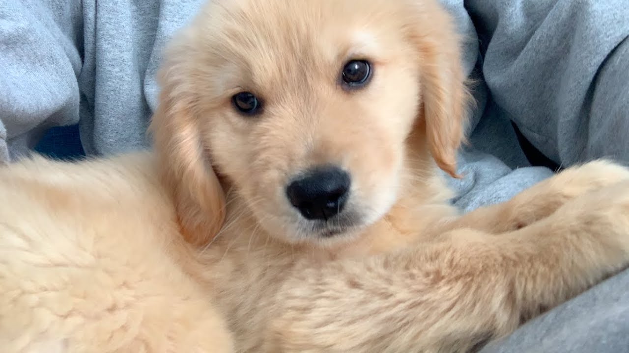 東京都在住一人暮らしが 大型犬 ゴールデンレトリバー を飼うときの心配事 Youtube 東京都在住一人暮らしが 大型犬 ゴールデンレトリバー を飼うときの心配事 Youtube