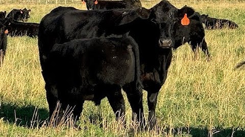 Herd Quitter® Minute - When to Cull Cows