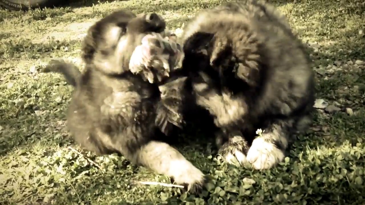 Caucasian Shepherd dog, security work/Kaukázusi juhász, NAGOR YouTube
