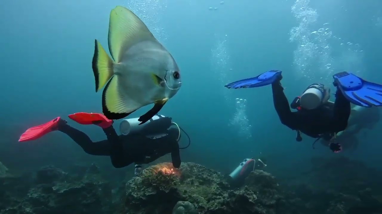 【The Rock Resorts】Diving at pulau aur x Insta360 acepro2