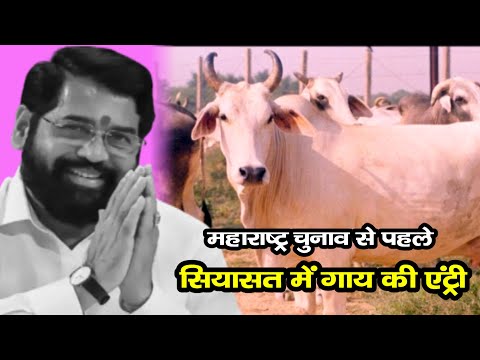 महाराष्ट्र चुनाव से पहले सियासत में गाय की एंट्री…