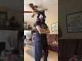 I got furry/therian gear and I’m a proud furry! Btw this will be the only vid about this stuff :3