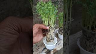 great idea to grow a lot of green visitable #shorts