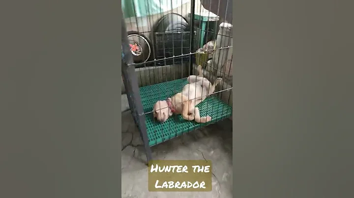 #sleeping #labradorretriever #labrador #cutepuppy #cute #dog