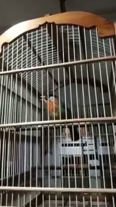 TEMBAKAN KASAR PANCAWARNA