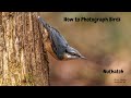 How to Photograph Birds Nuthatch