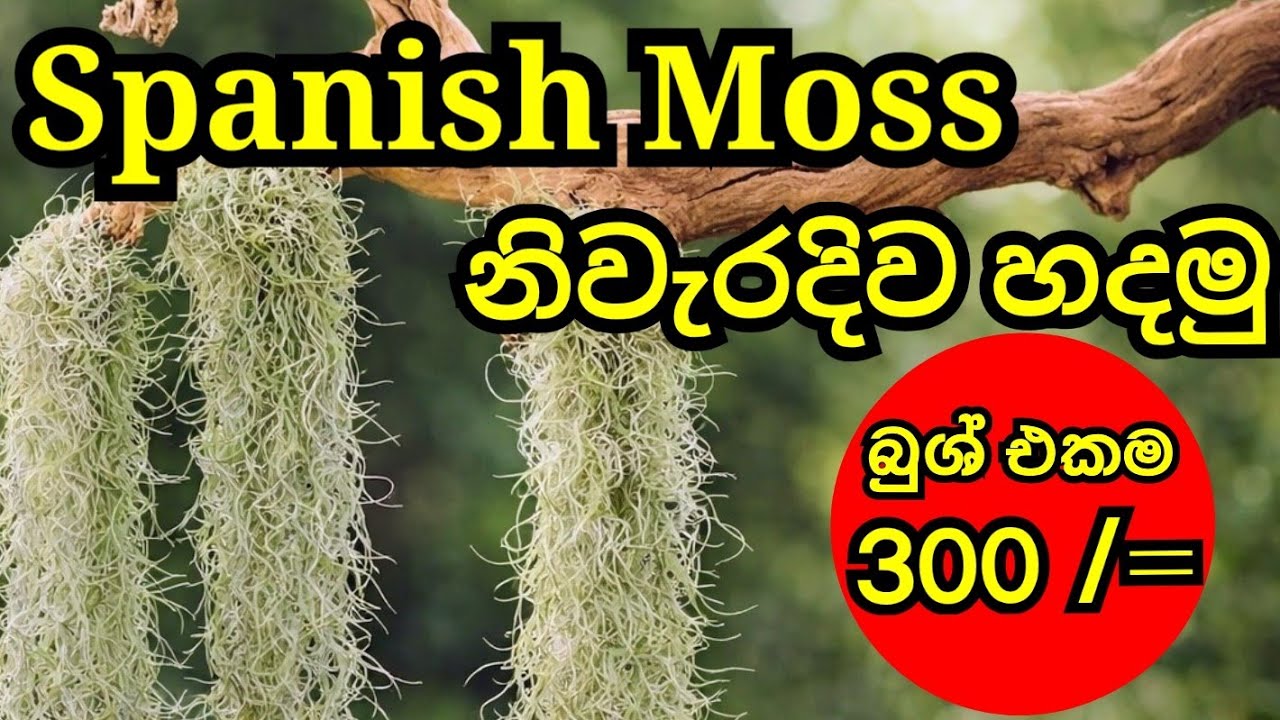 How to make spanish moss. Spanish moss for sale අඩුම මිලට ස්පැනිශ් මොස්
