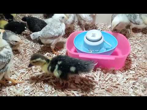 تربية البط مع الكتاكيت البلدي من احلا التربيات وتسمين البط وزيادة رهيبه