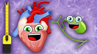 Smallest To Largest Systems In Your Body! | Human Body Songs For Kids | KLT Anatomy